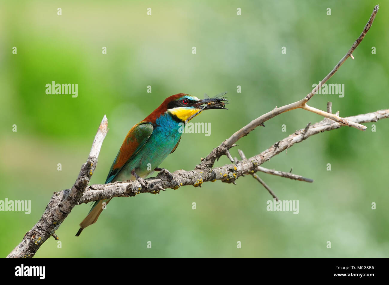 European bee-eater (Merops apiaster) sit on branch with a dragonfly caught. Stock Photo