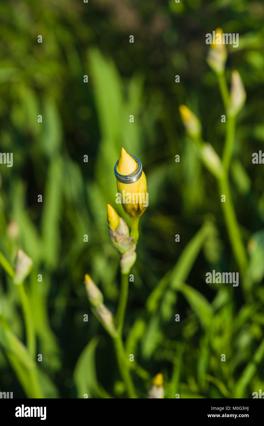 Wedding rings on the beautiful flower bud in the long grass outdoors ...