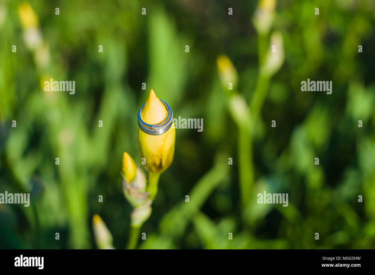 Gold wedding ring grass hi-res stock photography and images - Alamy