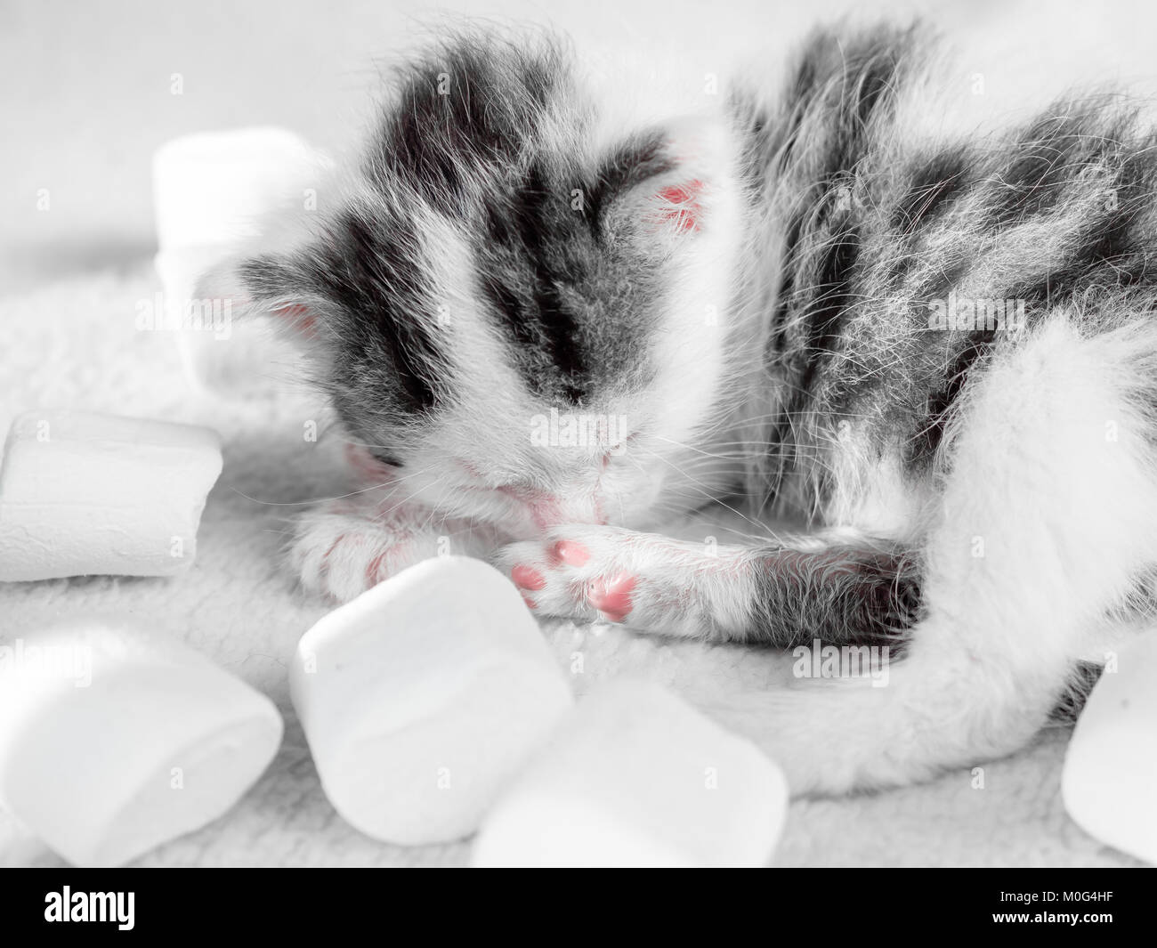 Kitten in marshmallows hotsell