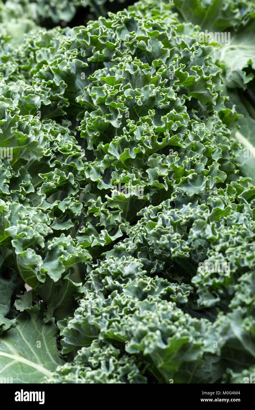 A healthy fresh curly kale Stock Photo Alamy
