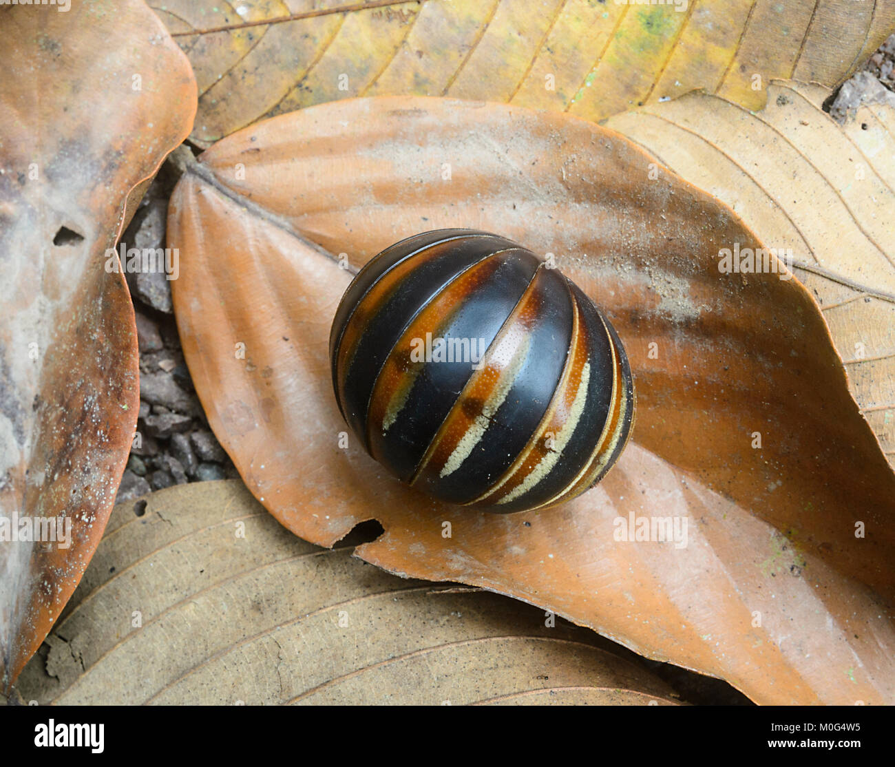 Close-up of a Pill Millipede (Glomeris connexa) rolled in defense position, Danum Valley Conservation Area, Borneo, Sabah, Malaysia Stock Photo