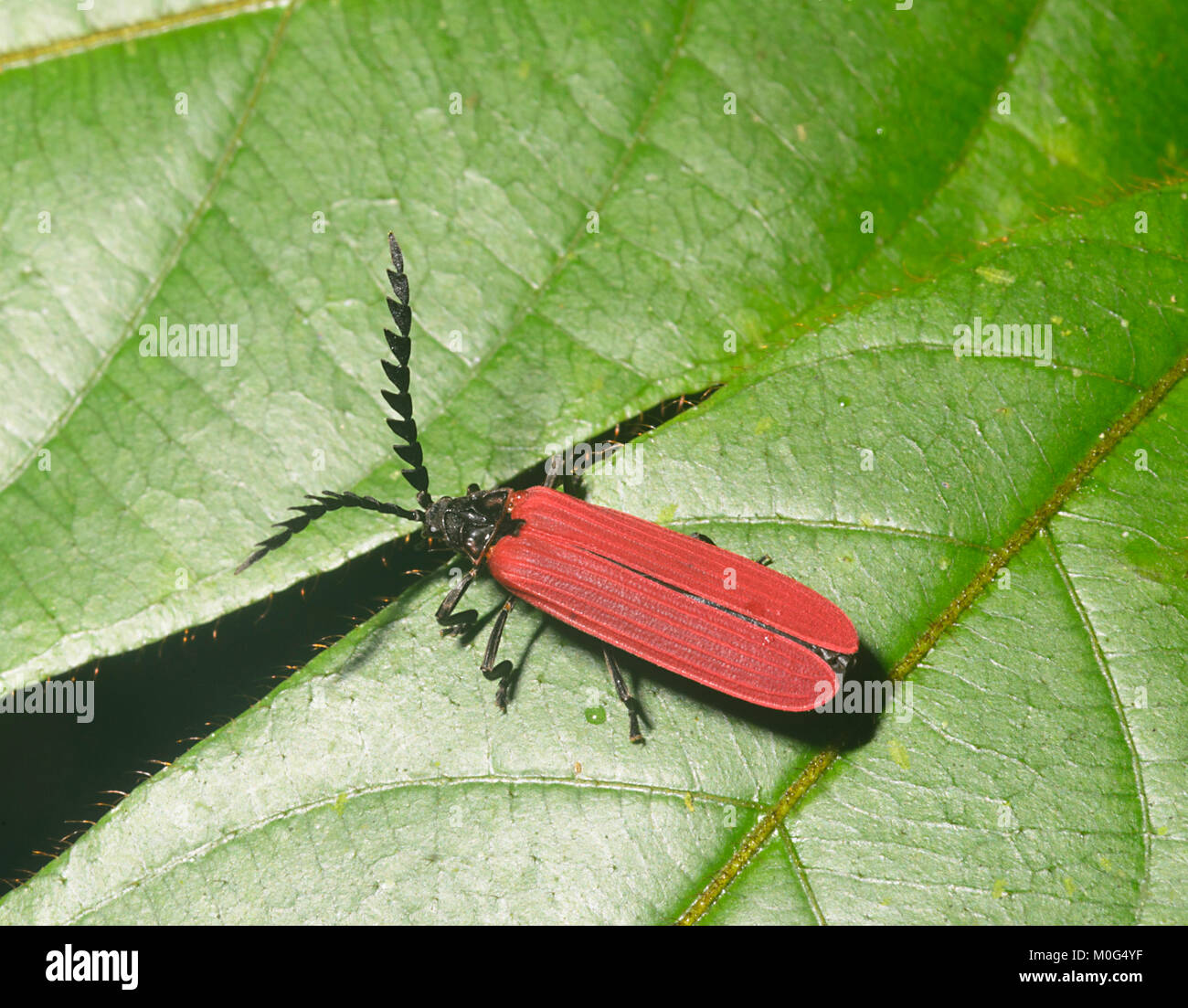 Lycid Beetle (Lycidae), Danum Valley Conservation Area, Borneo, Sabah, Malaysia Stock Photo