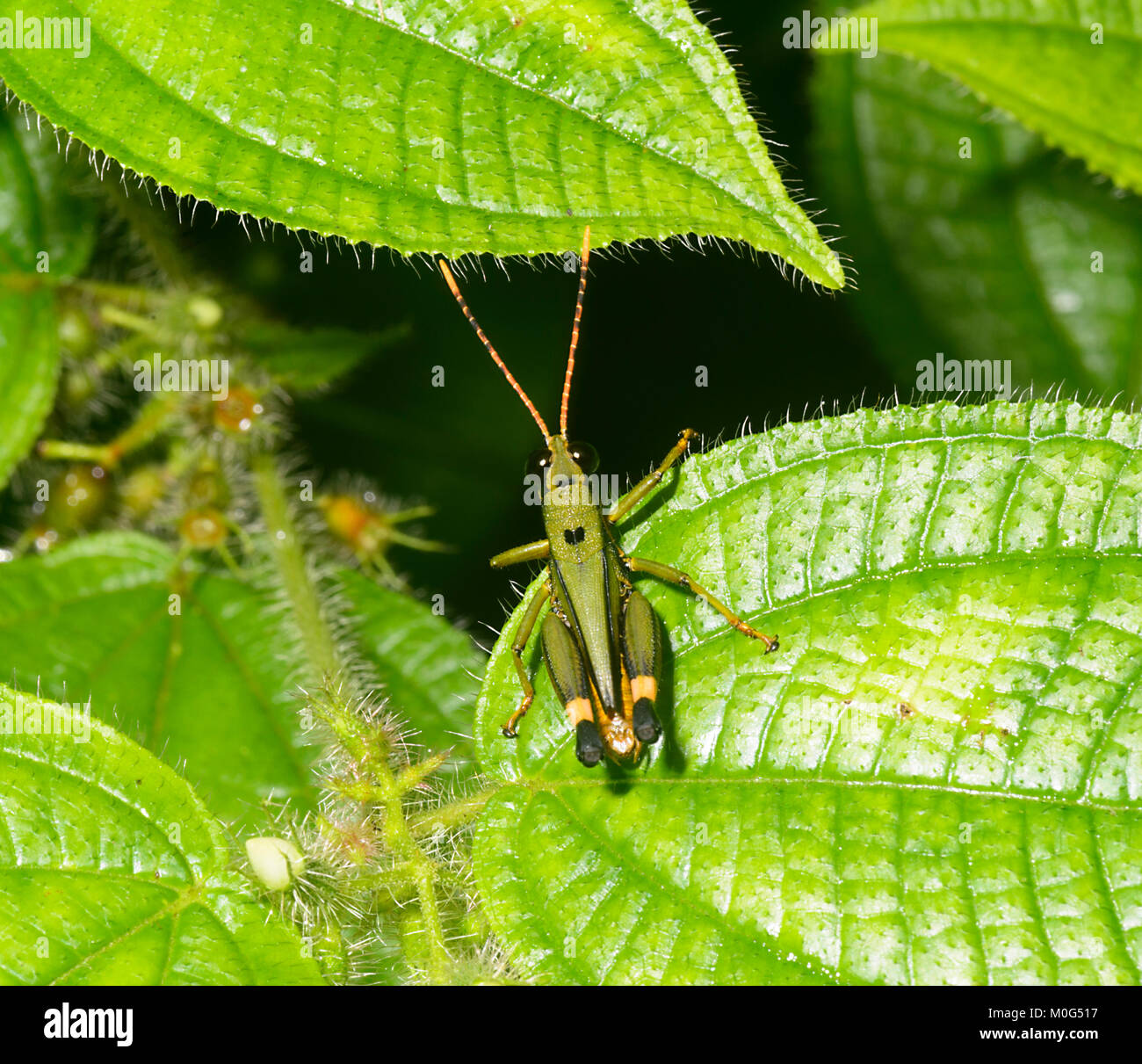 Grasshopper, Danum Valley Conservation Area, Borneo, Sabah, Malaysia Stock Photo