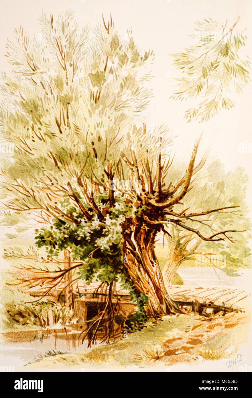 Willow Tree Watercolour Sketch Colour Illustration From