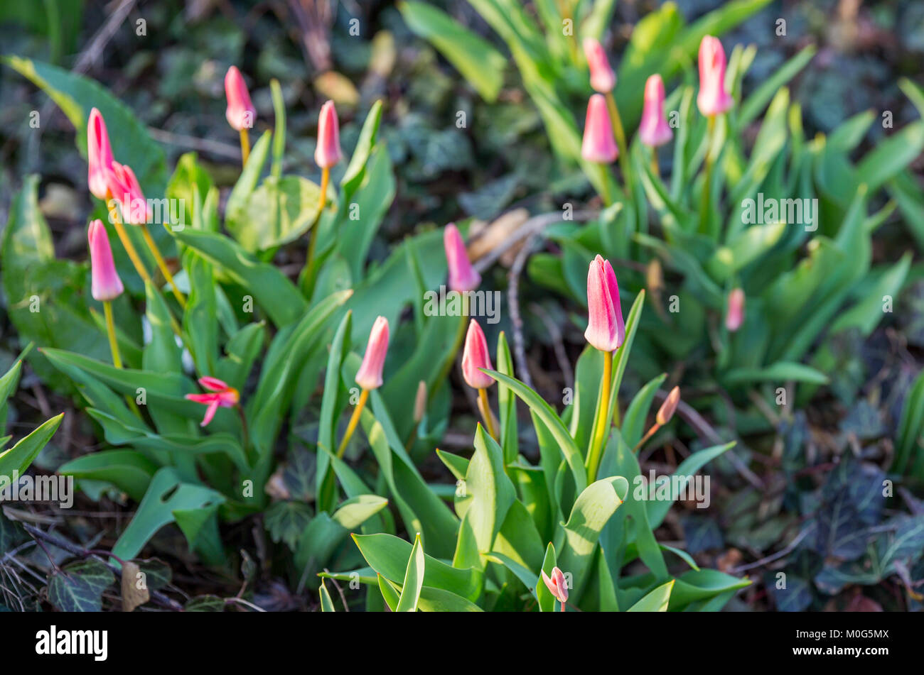 Pink buds and green leaves of Tulipa Kaufmanniana. Tulips Scarlet Baby blooming in the garden in spring. Selective focus Stock Photo