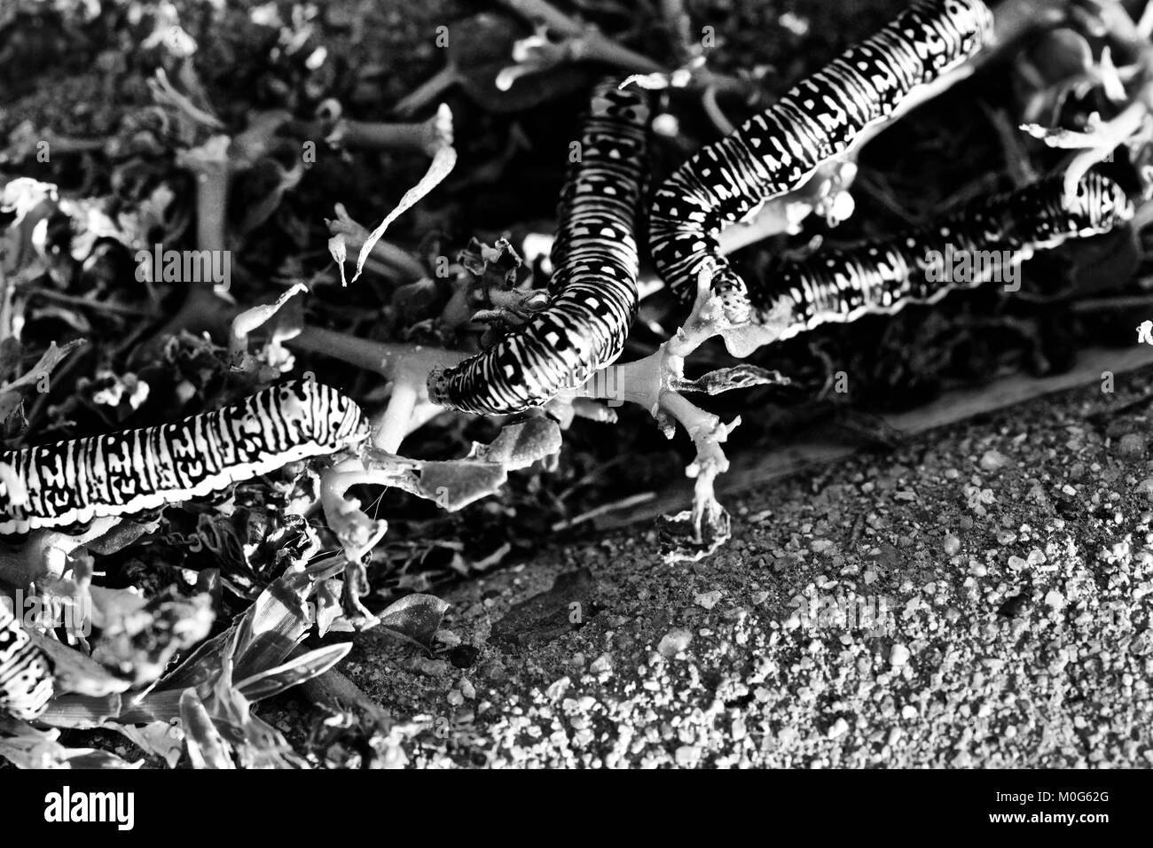 Yellow and black caterpillars Black and White Stock Photos & Images Alamy