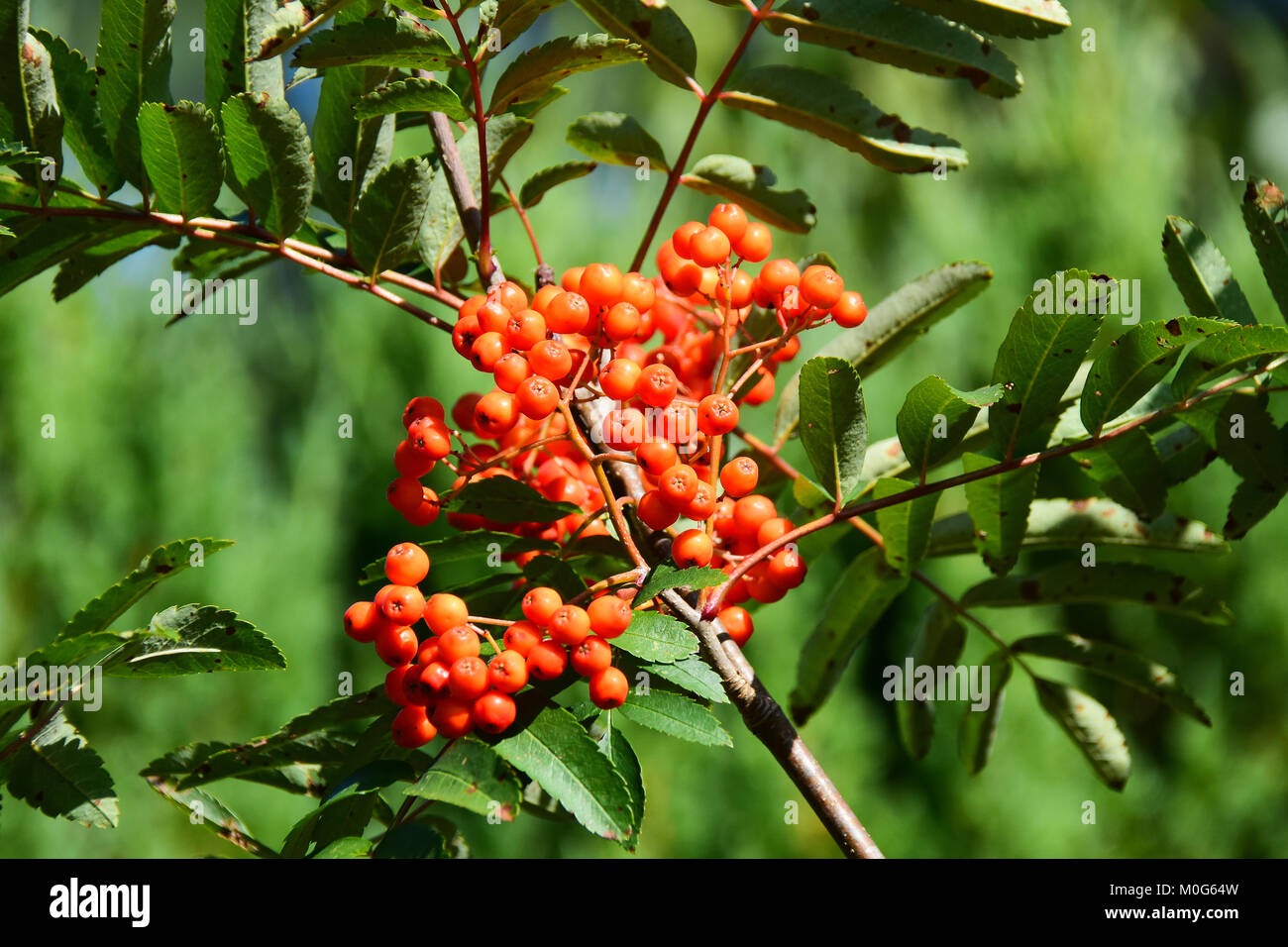 Bright red orange American mountain-ash, Sorbus americana, berries in late summer with a green leaf background. Stock Photo