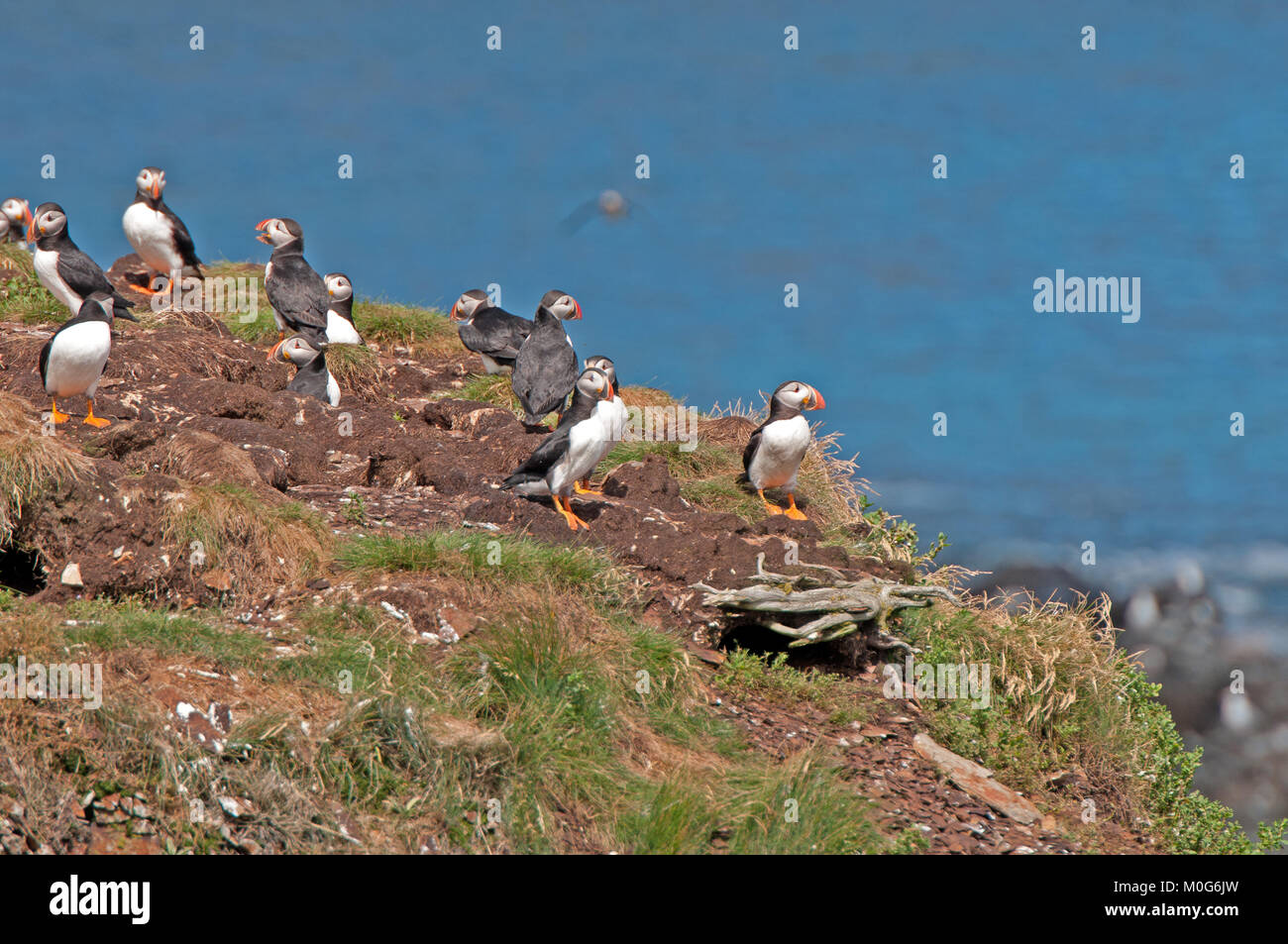 atlantic-puffin-newfoundland-hi-res-stock-photography-and-images-alamy
