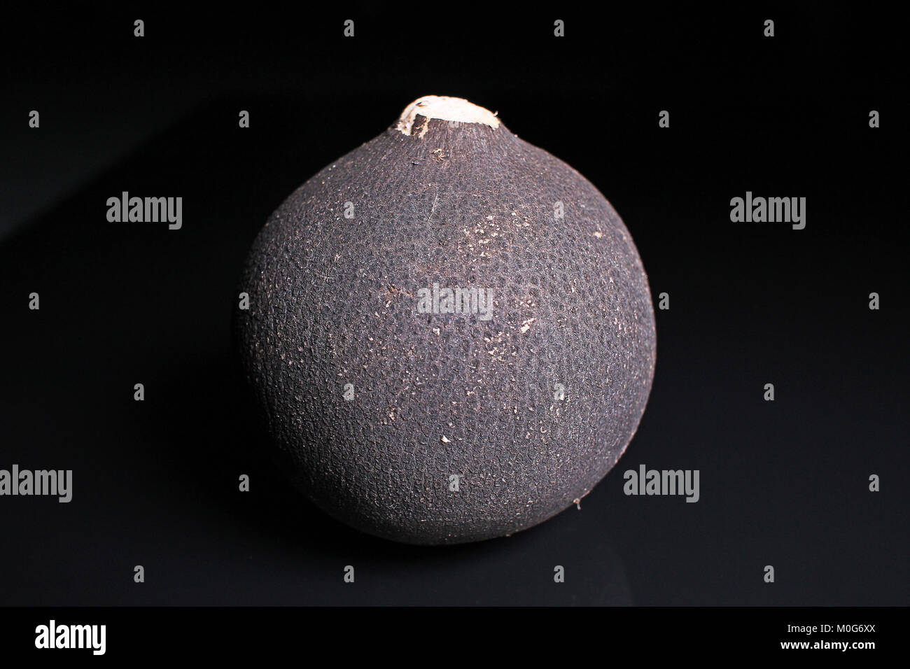 Black raddish. Whole black raddishes on black reflective studio ...