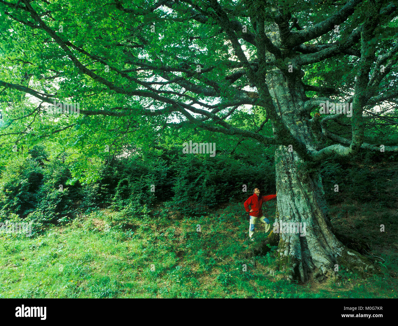 Paisaje arboles y naturaleza hi-res stock photography and images - Alamy
