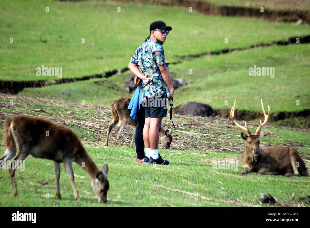 Philippines. 21st Jan, 2018. Tourist enjoyed taking picture to the deers inside a Deer Farm in Brgy. Sta. Cruz, Ocampo, Camarines Sur province of Bicol. More than 200 friendly deers that tourist can take closer. The deer farm, owned by the local government, was established in 1996 within a five hectare lot with 60 heads of an Australian species. Today, with more than 300, the deer is mainly bred for the venison market (deer meat), skin and hide for leather goods and antlers for decorative as well as medicinal purposes. Credit: Gregorio B. Dantes Jr./Pacific Press/Alamy Live News Stock Photo