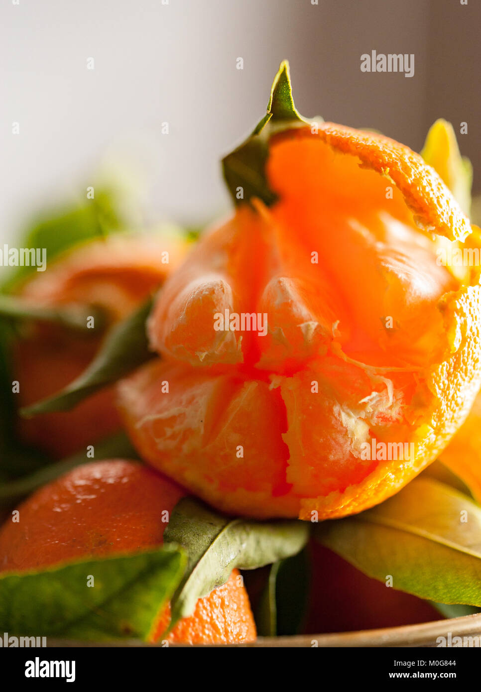 A closeup of a fresh peeled juicy clementine with green leaves on a