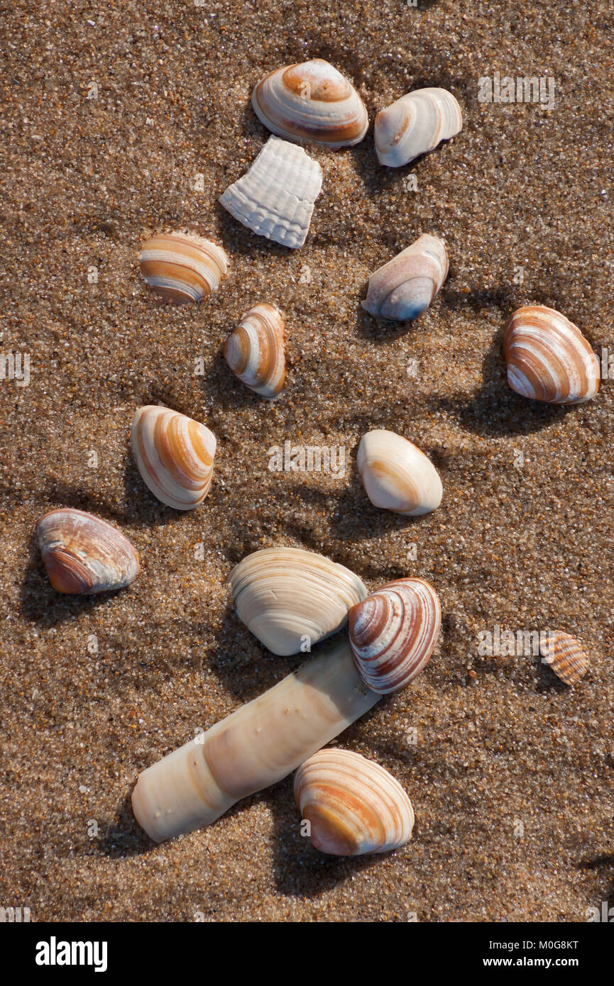 Sea shells on a beach. Scheveningen, The Hague (Den Haag), Netherlands Stock Photo