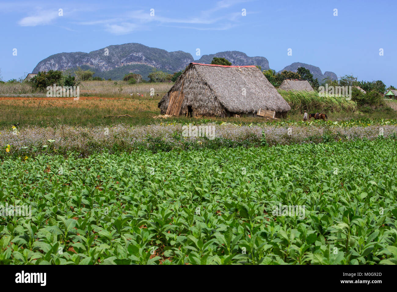 Tobacco fields in Vinales Valley, Cuba Stock Photo