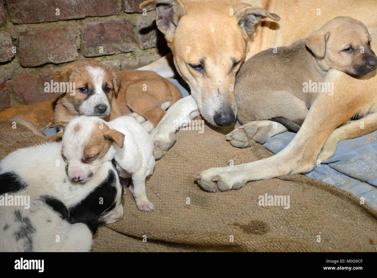 Cute puppy with mother Stock Photo - Alamy
