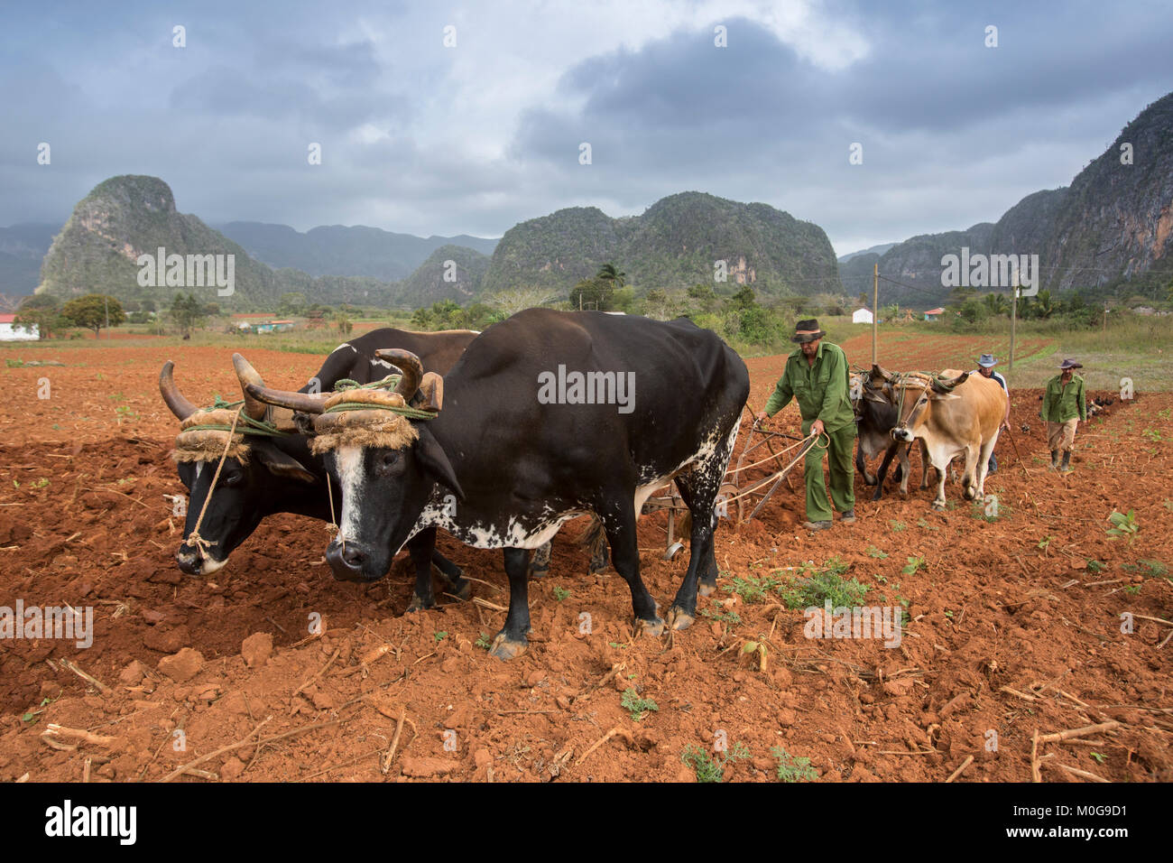 Farmer plowing tobacco field hi-res stock photography and images