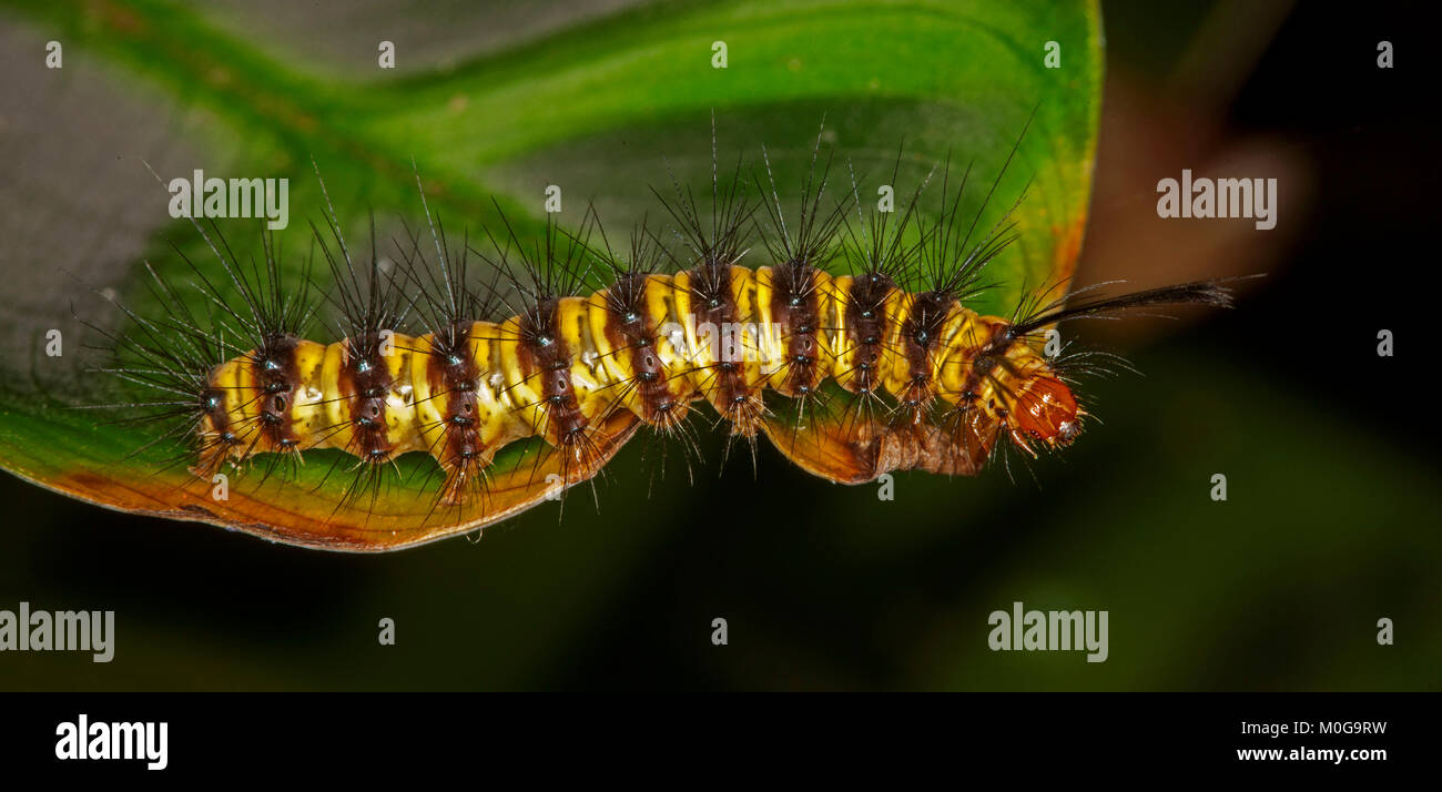 Colourful hairy caterpillar with black and yellow striped body and stinging black hairs,  on vivid green leaf Stock Photo