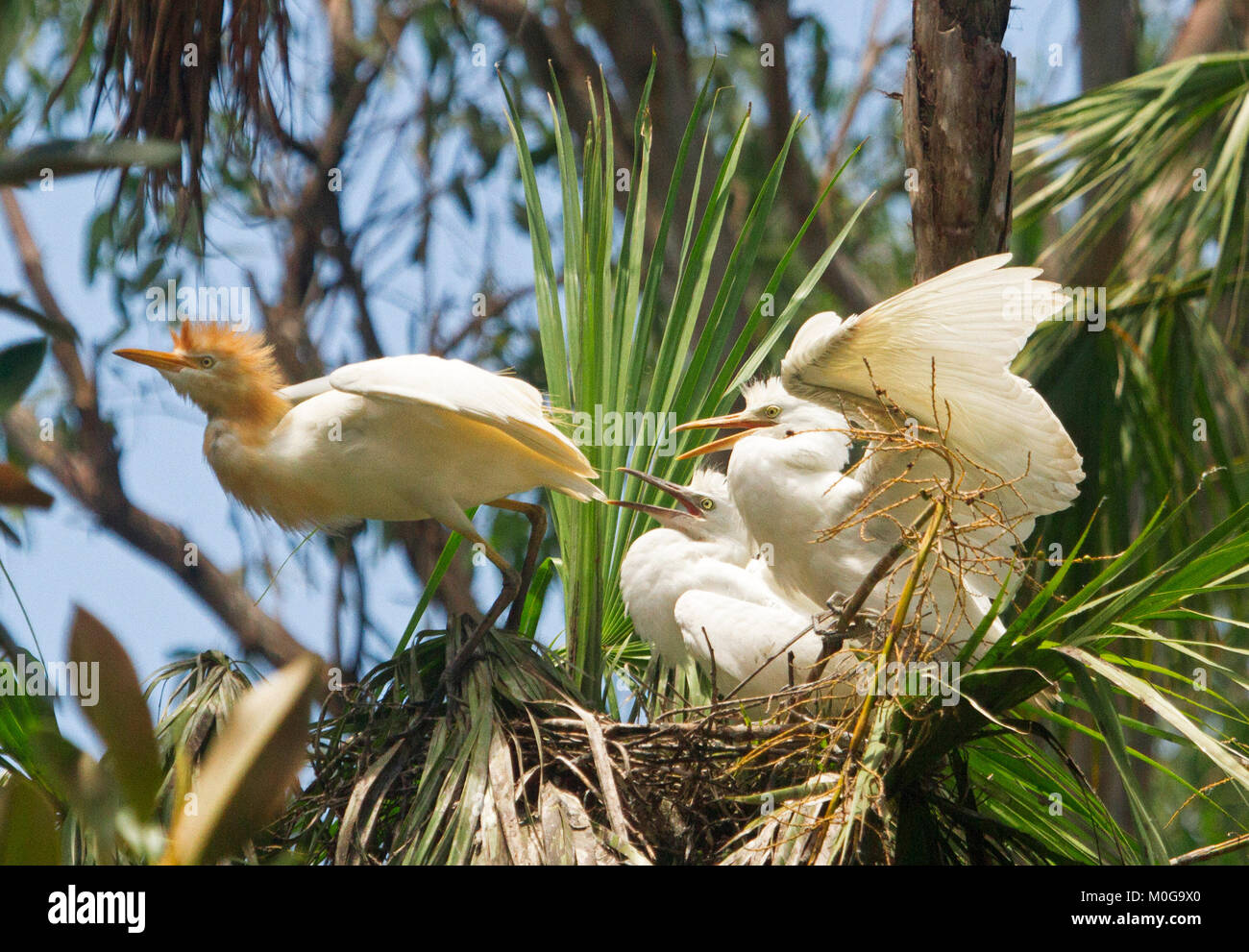 Australian bird nest hires stock photography and images Alamy