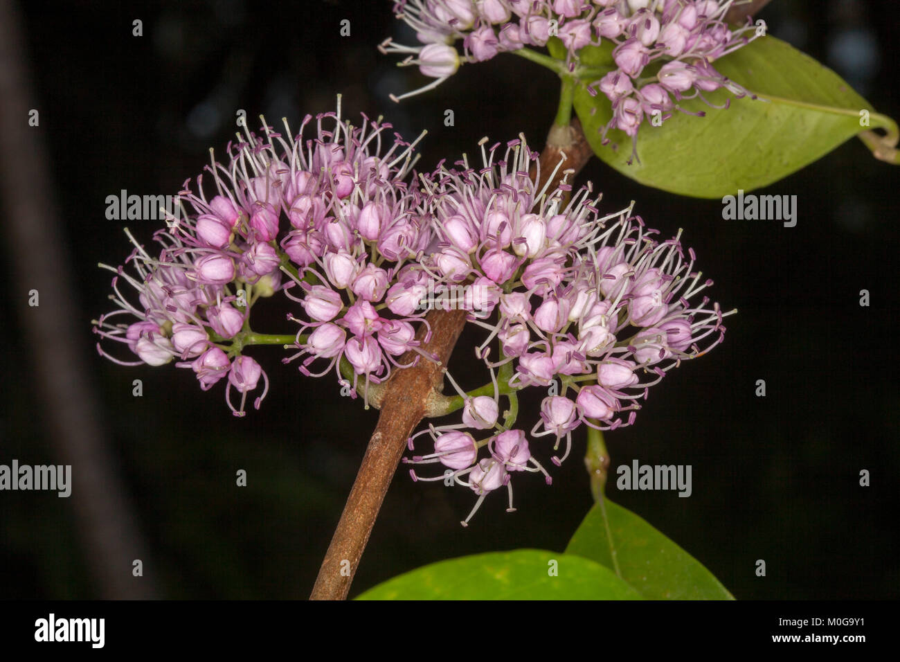 Cluster of pink flowers and leaves of Australian native corkwood tree, Euodia elleryana syn Melicope elleryana on dark background Stock Photo