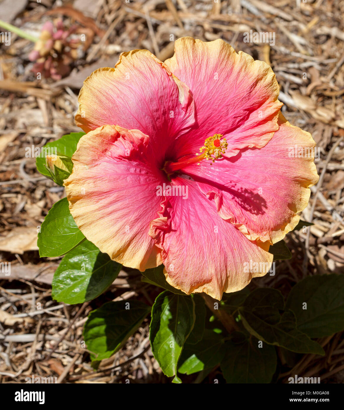 Rosa clara hires stock photography and images Alamy