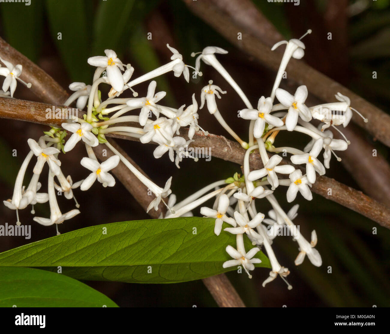 Cluster of white perfumed flowers of rare Australian native shrub / tree Phaleria clerodendron, scented daphne,on dark background Stock Photo