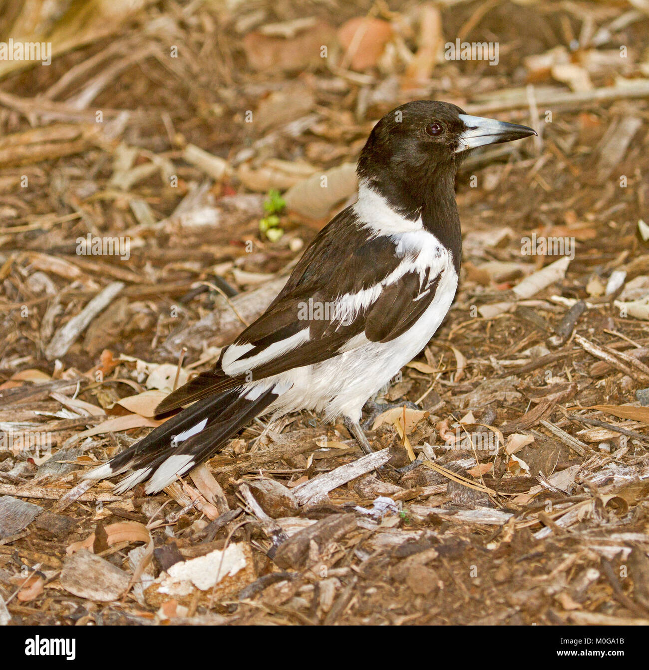 Pied butcherbird, Cracticus nigrogularis, with alert expression, on floor of forest at Hervey Bay, Queensland Australia Stock Photo
