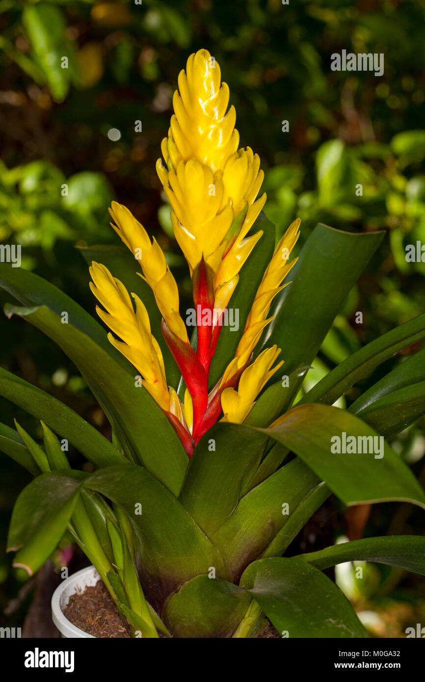 Vivid yellow flower bracts with bright red stem and green leaves of Vriesea, a bromeliad in shaded garden against background of dark foliage Stock Photo