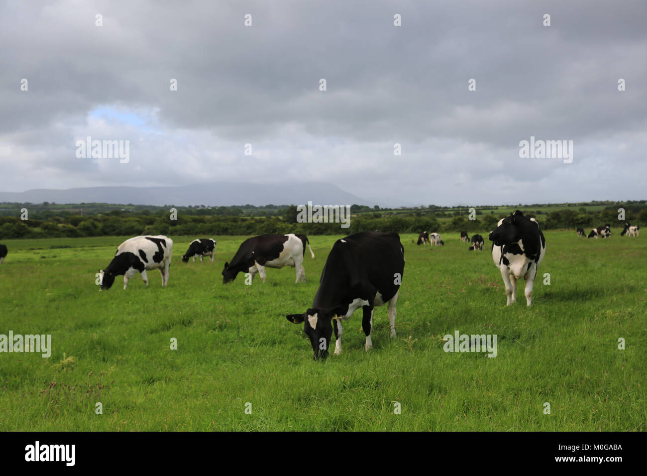 Cows grazing in a field in Ireland Stock Photo - Alamy