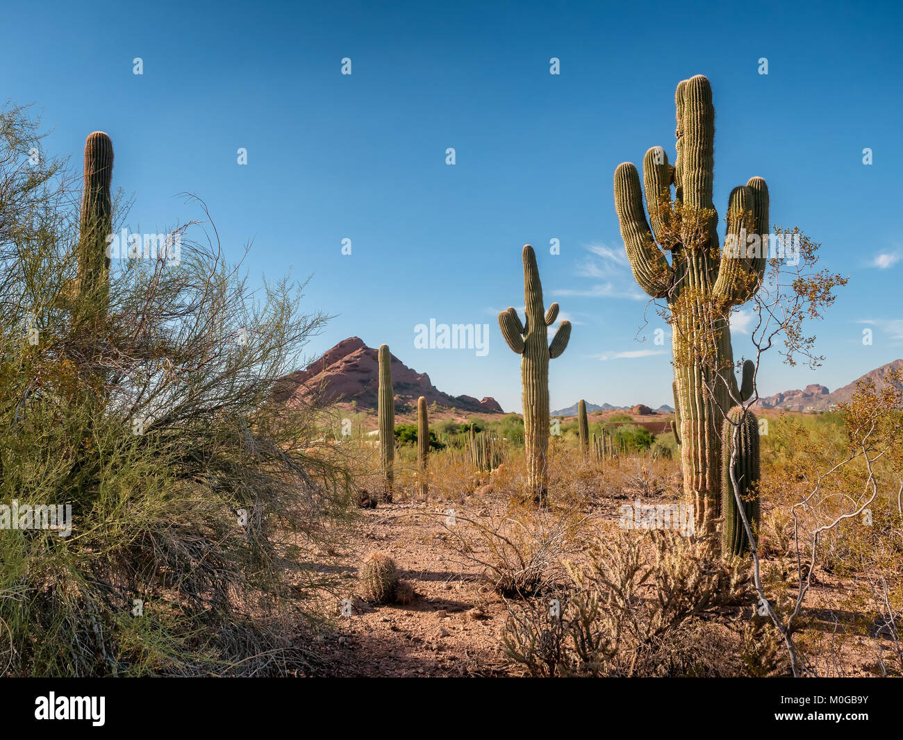 Scottsdale Desert Arizona Hi-res Stock Photography And Images - Alamy