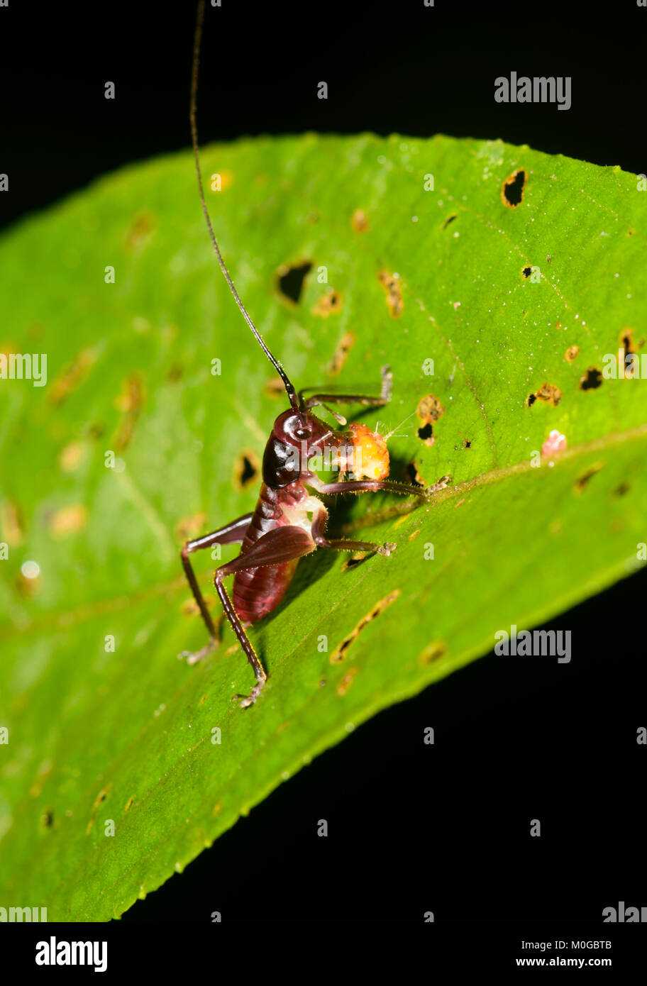 Cricket with Prey, Danum Valley Conservation Area, Borneo, Sabah, Malaysia Stock Photo