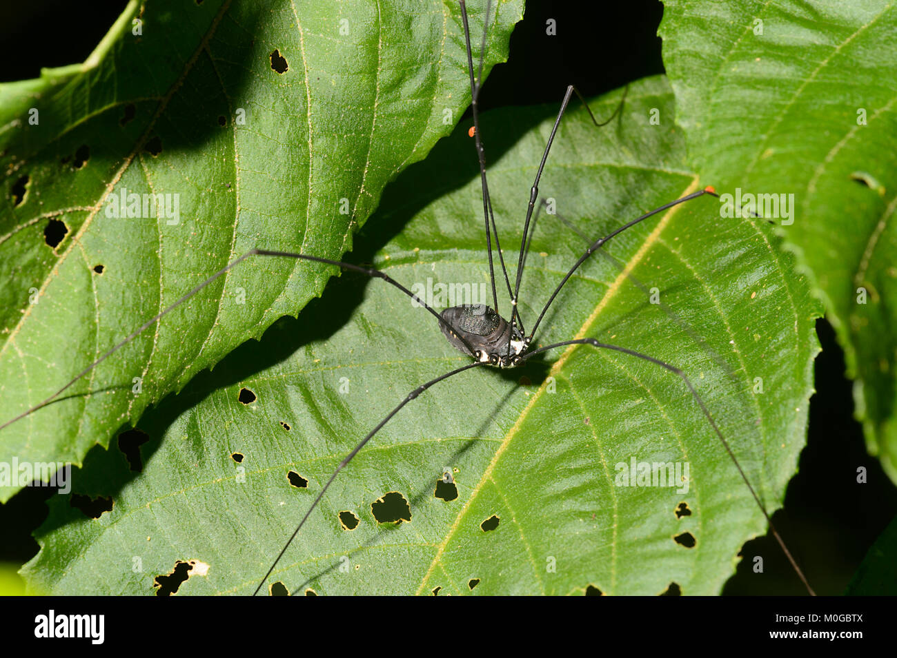 Close-up of a Daddy Long Legs Spider with a mite, Danum Valley Conservation Area, Borneo, Sabah, Malaysia Stock Photo
