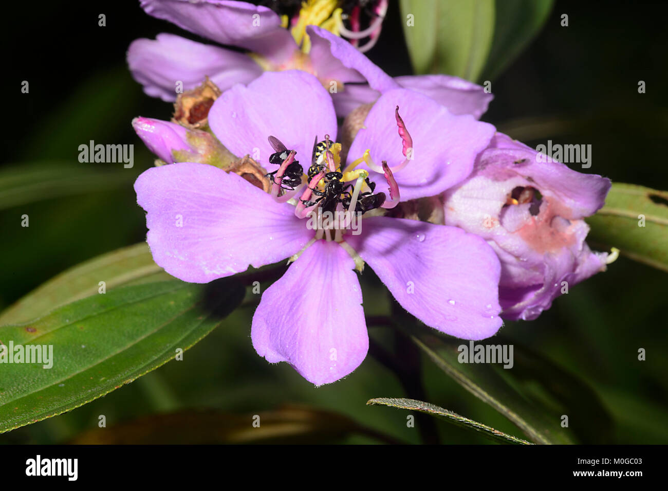 Stingless Bees pollinating a purple flower, Danum Valley Conservation Area, Borneo, Sabah, Malaysia Stock Photo