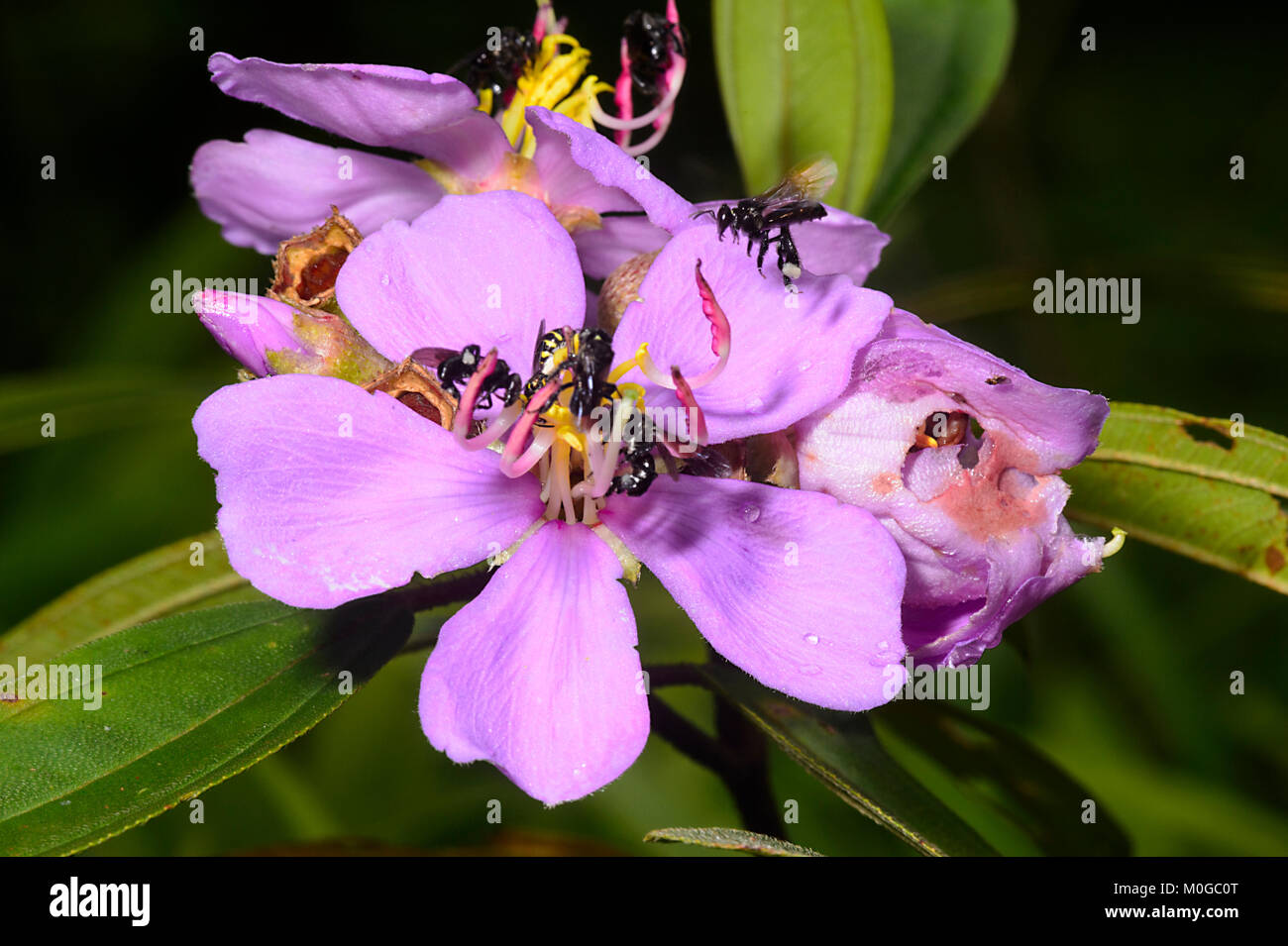 Stingless Bees pollinating a purple flower, Danum Valley Conservation Area, Borneo, Sabah, Malaysia Stock Photo