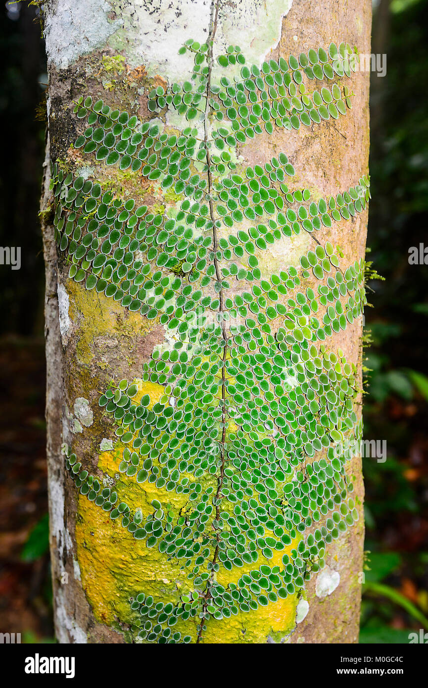 Vine growing on a tree trunk in primary rainforest, Danum Valley Conservation Area, Borneo, Sabah, Malaysia Stock Photo
