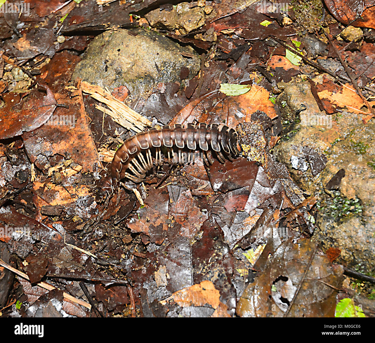 Flat Back Millipede (Polydesmida sp.), Danum Valley Conservation Area, Borneo, Sabah, Malaysia Stock Photo