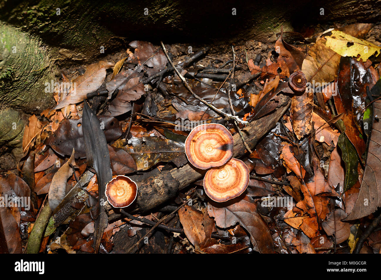 Bracket Fungi growing on the forest floor, Danum Valley Conservation Area, Borneo, Sabah, Malaysia Stock Photo