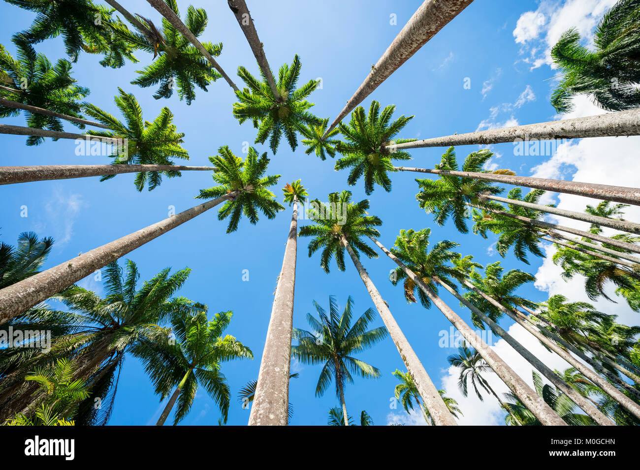 Avenue of tall royal palm trees soar into bright blue tropical sky in Rio de Janeiro, Brazil Stock Photo