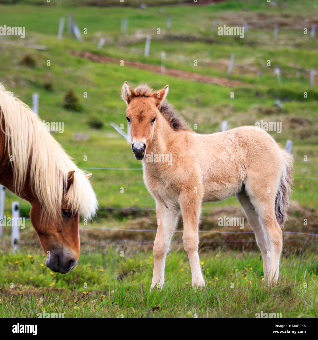 Chestnut icelandic pony hires stock photography and images Alamy