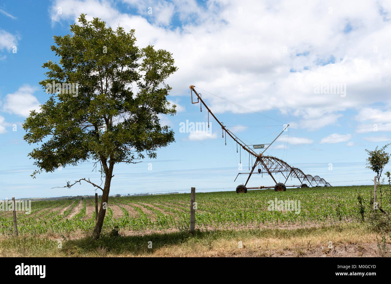 Blanco Western Cape South Africa. December 2017. Irrigation