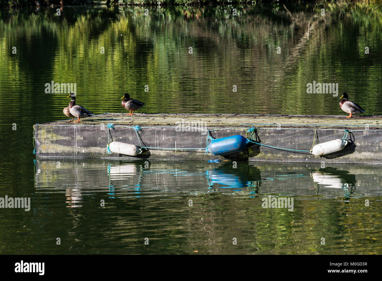 Mallard ducks (Anas platyrhynchos) on a jetty in Shearwater lake, Wiltshire Stock Photo