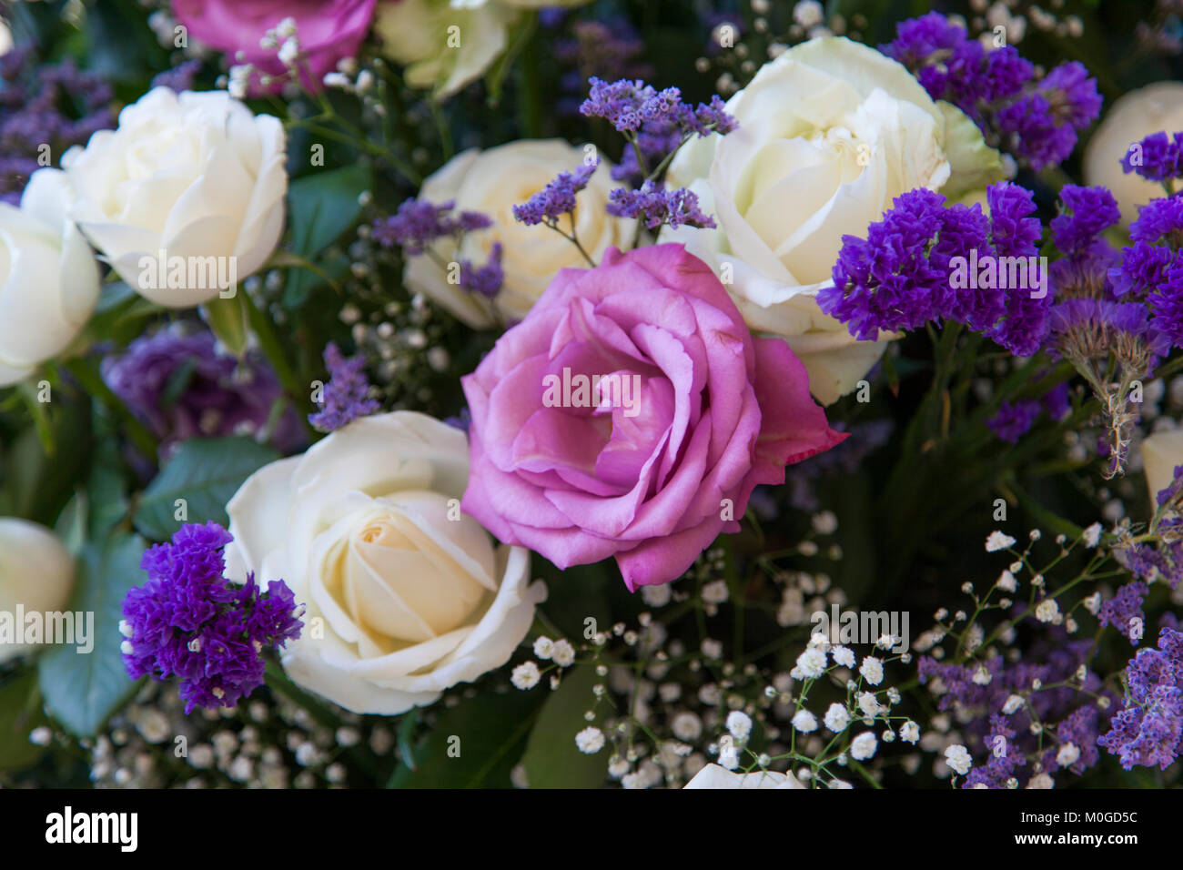 Pink and white rose flowers background Stock Photo - Alamy