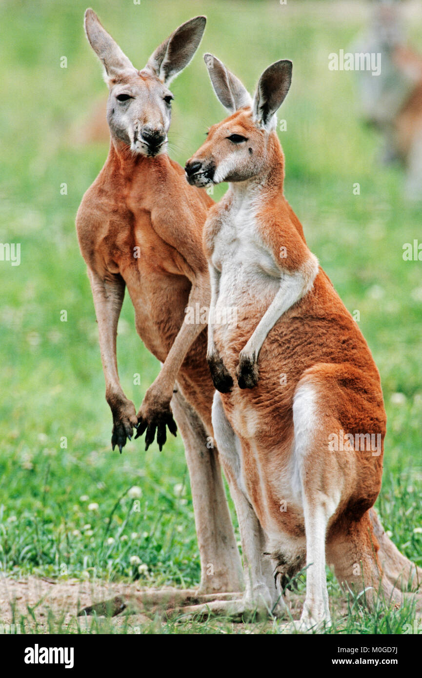Red Kangaroo, pair / (Macropus rufus) | Rotes Riesenkaenguru, Paar (Macropus rufus) Stock Photo
