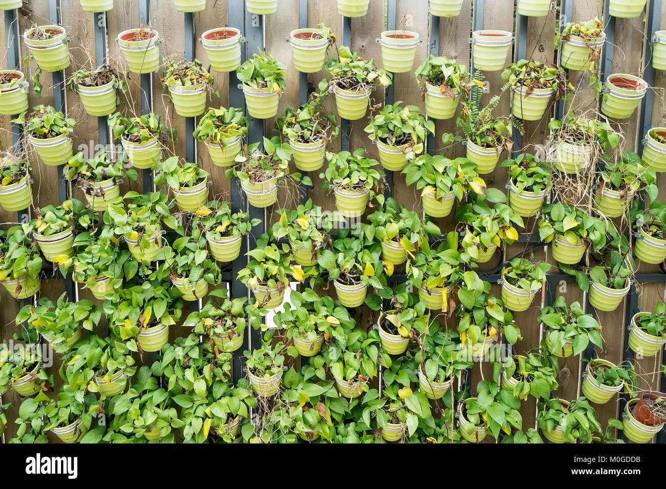 Wall grass Nursery Stock Photo Alamy