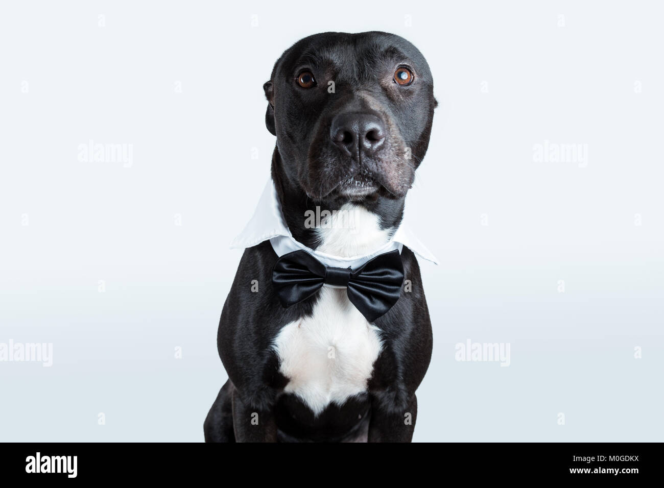 An american pitbull terrier wearing a bow tie collar in a ligth gray background looking at camera. Stock Photo