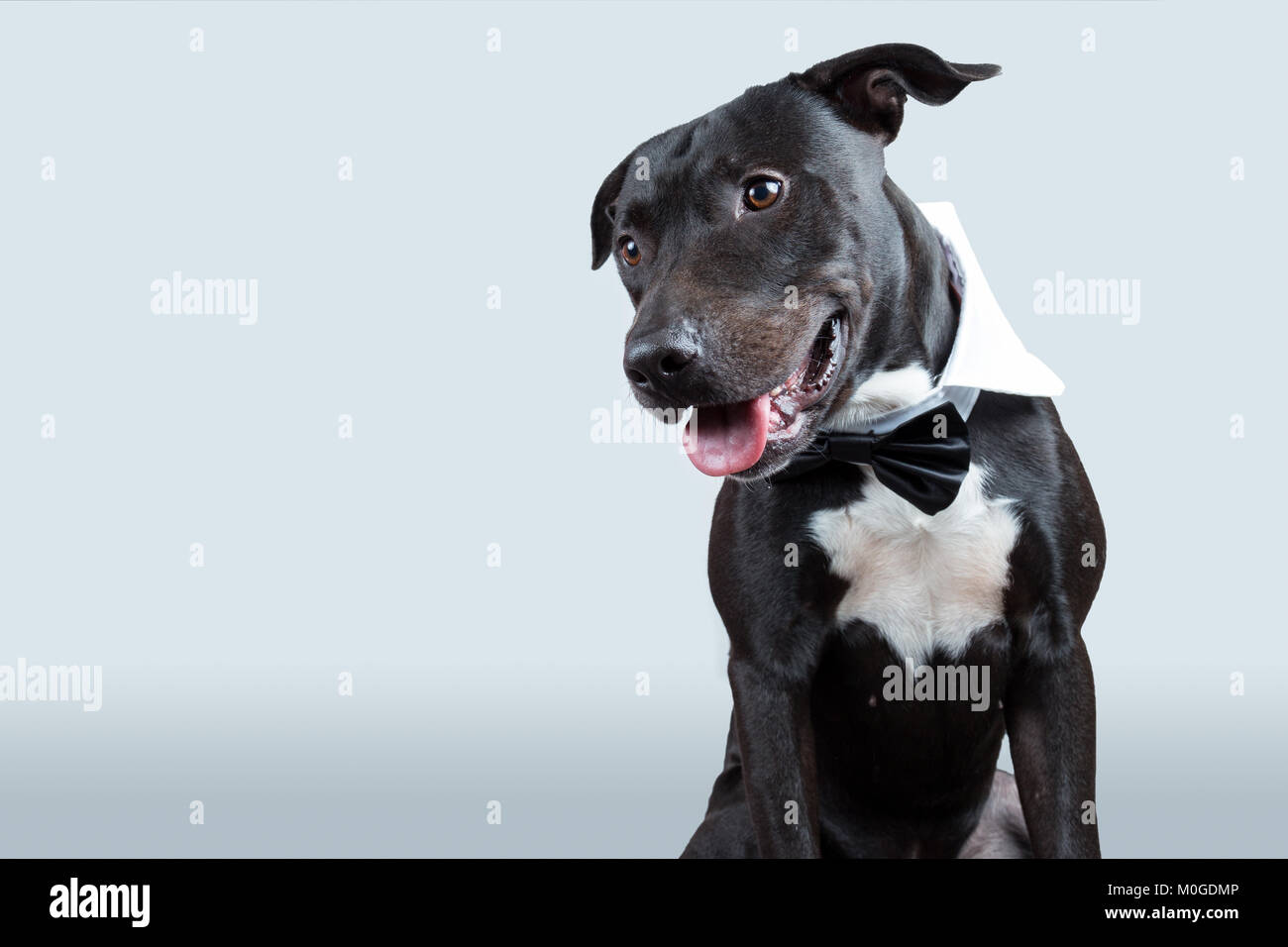 An american pitbull terrier wearing a bow tie collar in a ligth gray background looking sideways. Stock Photo