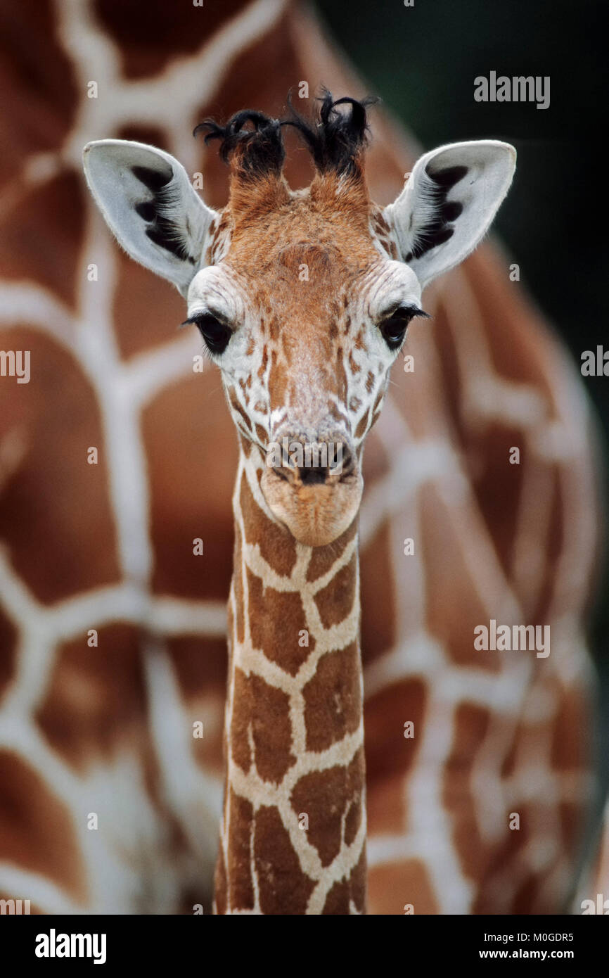 Young Reticulated Giraffe / (Giraffa reticulata) | Netzgiraffe, Jungtier / (Giraffa reticulata) Stock Photo