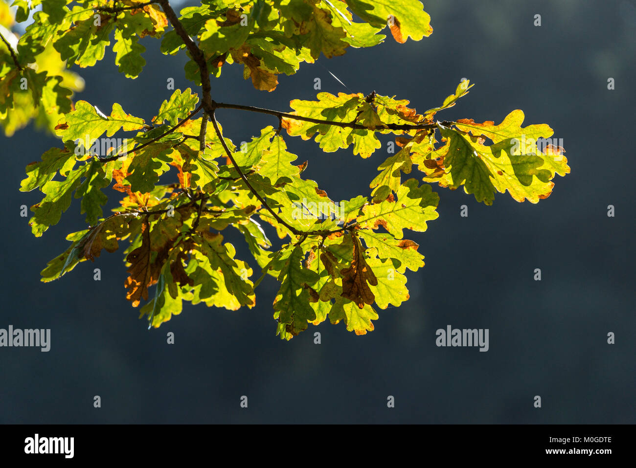 Oak leaves turning colour hires stock photography and images Alamy