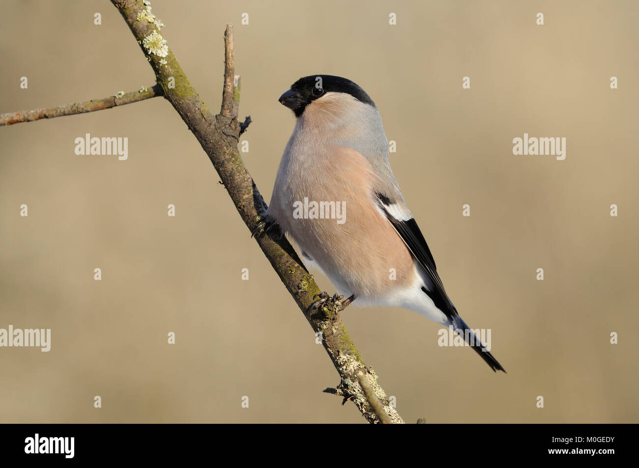 Female eurasian (common) bullfinch (Pyrrhula pyrrhula) in the rays of the rising sun (sitting on the branch with brown background). Stock Photo