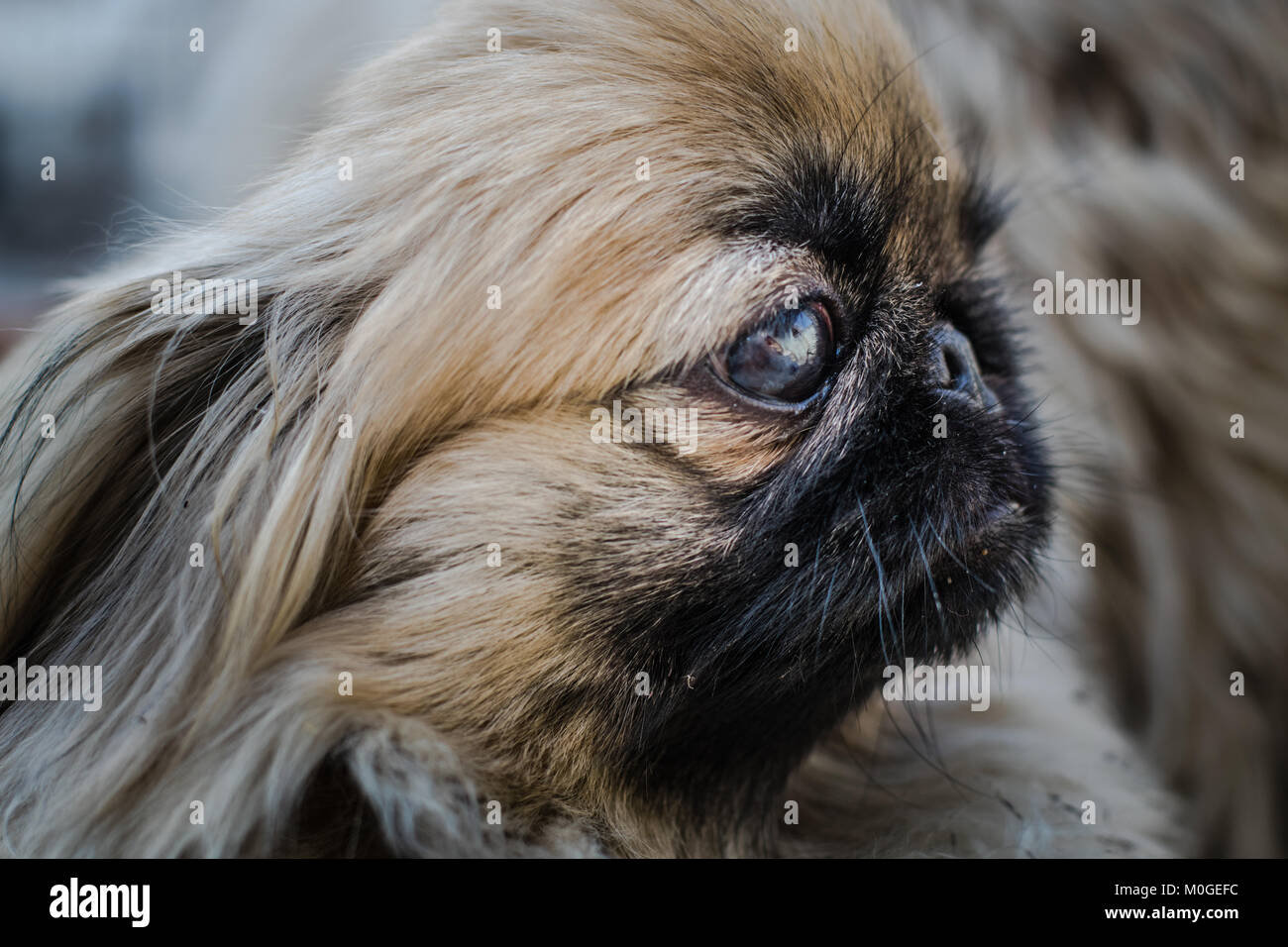 Pekingese lion dog hires stock photography and images Alamy